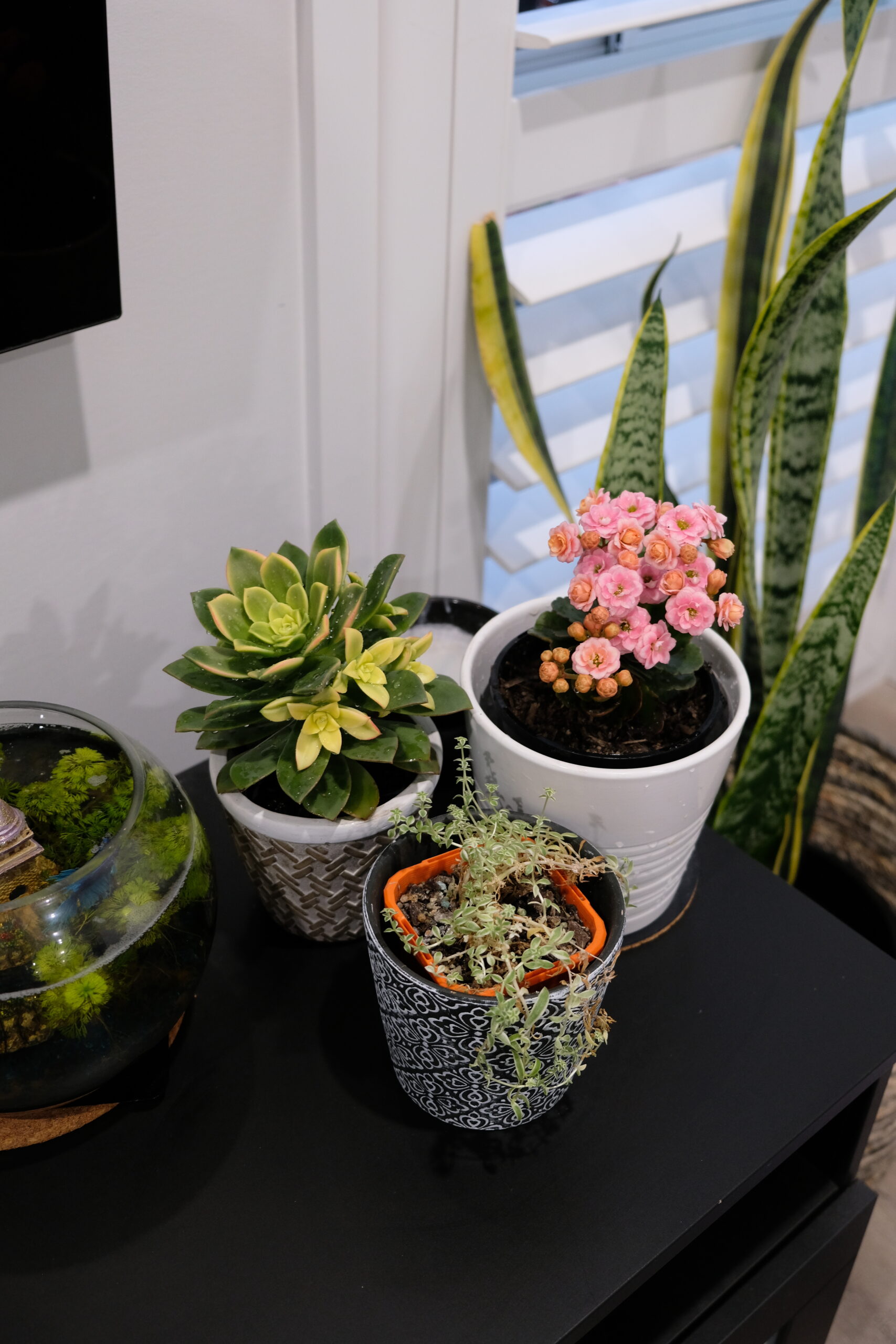 succulent flowers indoor