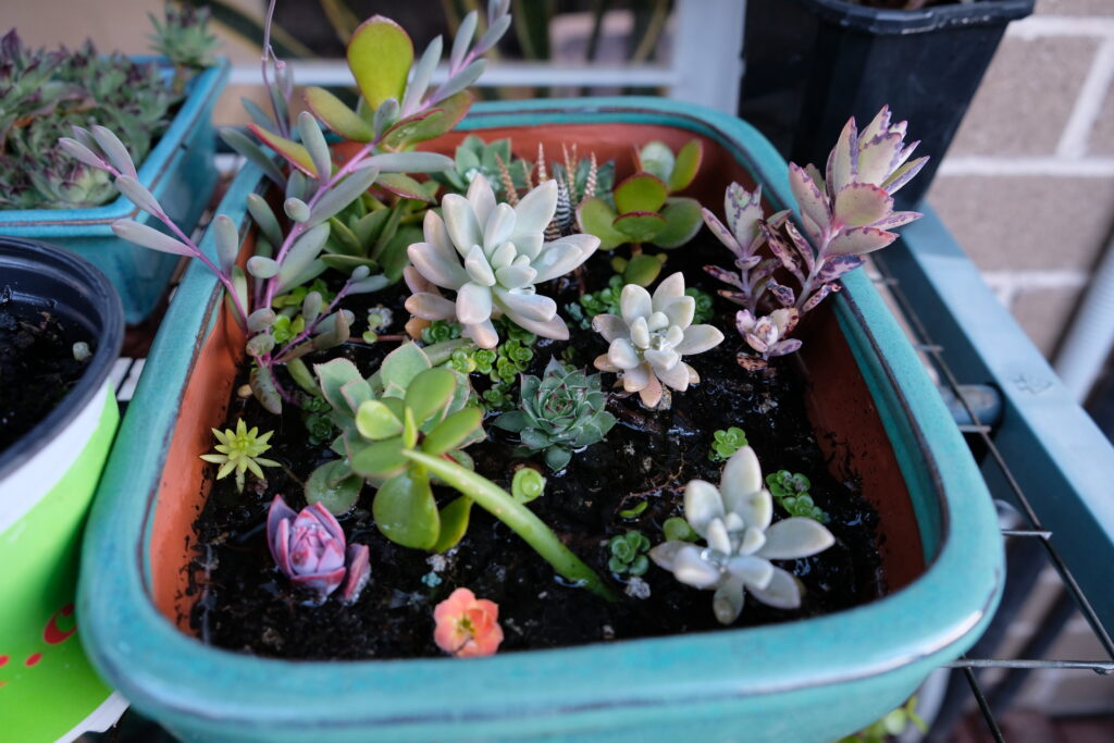 succulent propagation pot